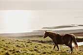 Ein wildes Pferd durchstreift die Landschaft bei Cuckmere Haven, in der Nähe der Seven Sisters Klippen bei Exceat in Sussex, England