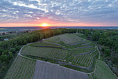  Evening in the vineyards in the Spaargebirge, Elbe Valley, Meißen, Saxony, Germany, Europe 