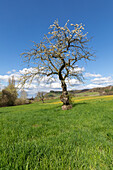 Frühling auf der Streuobstwiese, Castell, Kitzingen, Unterfranken, Franken, Bayern, Deutschland, Europa