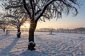 Winter bei Gaibach, Volkach, Kitzingen, Unterfranken, Franken, Bayern, Deutschland, Europa