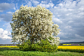  Walnut blossom near Possenheim, Iphofen, Kitzingen, Lower Franconia, Franconia, Bavaria, Germany, Europe 