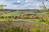 Rapsblüte bei Possenheim, Iphofen, Kitzingen, Unterfranken, Franken, Bayern, Deutschland, Europa