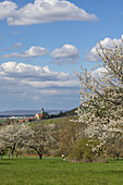  Spring on the orchard, Castell, Kitzingen, Lower Franconia, Franconia, Bavaria, Germany, Europe 
