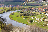 Frühling an der Mainschleife, Fahr am Main, Volkach, Kitzingen, Unterfranken, Franken, Bayern, Deutschland, Europa