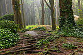 Geheimnisvolle Wurzeln, Bäume und Felsen im Wald der Parque Natural de Sintra-Cascais, Region Lissabon, Portugal