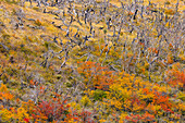 Hang mit abgestorbenen Bäumen und jungen Sträuchern in allen Farben des Herbstes, Indian Summer in Patagonien, Torres del Paine Nationalpark, Chile, Südamerika