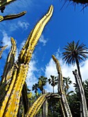 Säulenkakteen und Palmen im Botanischen Garten von Lissabon, Portugal