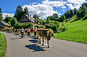  Dairy farmers and cows during the cattle drive from the Schwägalp, Schwägalp, Alpstein, Appenzeller Alps, St. Gallen, Switzerland 