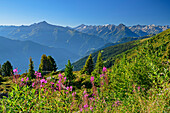 Blick übers Zillertal auf Zillertaler Alpen, Zillertaler Höhenstraße, Tuxer Alpen, Zillertal, Tirol, Österreich