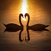  Swans on Lake Zug, Zug, Switzerland 