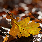  Oak leaf in backlight, Baar, Switzerland 