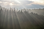 Sonnenstrahlen über Wald, Morgenstimmung im Emmental, Kanton Bern, Schweiz