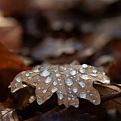  Drops of melted ice cream on oak leaf, Baar, Switzerland 