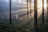 Sonnenstrahlen im Wald, Morgenstimmung mit Gegenlicht im Herbst, Baar, Schweiz