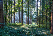 Morgenstimmung im Wald bei Sonnenschein im Frühling, Baar, Schweiz