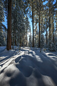Wald im Winter bei Sonnenschein mit Schnee, Winterlandschaft Gottschalkenberg, Kanton Zug, Schweiz