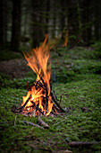Feuer im Wald, Gantrisch, Kanton Bern, Schweiz