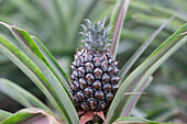 Pineapple, fruit on pineapple plant, Sao Miguel, Azores