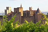 Weinstöcke vor Festung Cité de Carcassonne mit Basilika Saint-Nazaire, Carcassonne, Departement Aude, Okzitanien, Frankreich