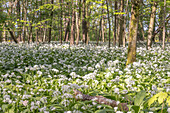 Bärlauchblüte im Wald, Frühling in den Mainauen, Röthlein, Schweinfurt, Unterfranken, Franken, Bayern, Deutschland, Europa