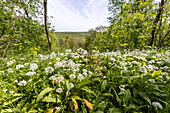  Spring in the forest, Frankenberg Castle, Weigenheim, Neustadt an der Aisch, Lower Franconia, Franconia, Bavaria, Germany, Europe 