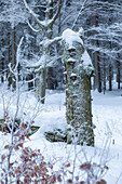 Winter am Schneeberg, Bischofsgrün, Fichtelgebirge, Oberfranken, Franken, Bayern, Deutschland, Europa