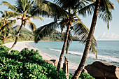 Palmen am Anse Intendance Beach auf der Insel Mahe, Seychellen, Indischer Ozean