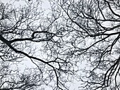 Baumkronen im Winter von unten gesehen, kahler Baum und trüber Himmel