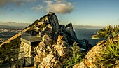 Blick auf den Skywalk im Upper Rock Nature Reserve, den Felsen von Gibraltar und die spanische Küste, Berberaffe auf einem Felsgrat im Vordergrund, Gibraltar, Britische Kronkolonie, Spanien
