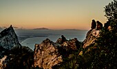  Barbary macaques on a rocky ridge in the Upper Rock Nature Reserve in the evening light, panoramic view of the Costa del Sol, Gibraltar, British Crown Colony, Spain 