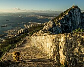 Berberaffe unterwegs auf einem Wanderweg im Upper Rock Nature Reserve von Gibraltar, Panoramablick auf den Hafen und die Bucht von Algeciras, Britische Kronkolonie; Spanien