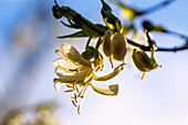Blüten der Winter-Heckenkirsche (Lonicera purpusii)