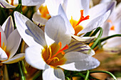 Two-flowered crocuses (Crocus biflorus, Scottish crocus)