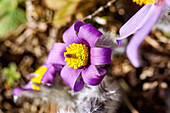  flowering pasqueflower (Pulsatilla vulgaris, pasqueflower) 