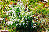  Snowdrops (Galanthus) in the grass between autumn leaves 