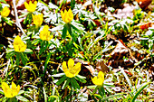  blooming winter aconites (Eranthis hyemalis) in the moss with autumn leaves 