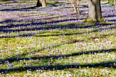  Meadow with blooming Crocus tommasinianus (fairy crocus, Dalmatian crocus, Tommasini&#39;s crocus) with tree trunks and shadow lines 