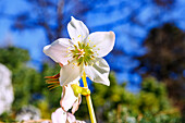  Flowers of the Christmas rose (Helleborus niger, snow rose, black hellebore) 