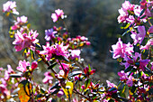  Blooming Rhododendron dauricum (Dahurian Azalea) 