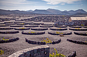  Agriculture (wine growing) in Lanzarote, Los Volcanes Natural Park, Lanzarote, Canary Islands, Spain 