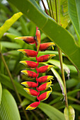  Beautiful tropical flower, floral display in Costa Rica, Costa Rica, Central America, America 