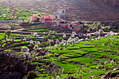 Häuser in Terrassen mit blühenden Bäumen, Atlasgebirge, Marokko, Nordafrika