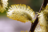 Zweig mit blühenden Weidenkätzchen der Sal-Weide (Salix caprea) im Gegenlicht