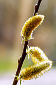 Zweig mit blühenden Weidenkätzchen der Sal-Weide (Salix caprea) im Gegenlicht