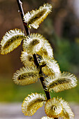 Zweig mit blühenden Weidenkätzchen der Sal-Weide (Salix caprea) im Gegenlicht