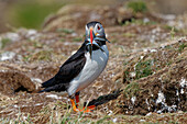  Great Britain, Scotland, Hebrides, Lunga Island, puffins with sand eels 