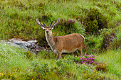  Great Britain, Scotland, West Highlands, Applecross Pass, a herd of young highland deer grazing next to our motorhome in the rain 