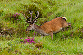 Großbritannien, Schottland, West Highlands, Applecross Pass, junger Hochlandhirsch grast bei Regen neben der Strasse