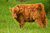 Großbritannien, Schottland, West Highlands, junges Hochlandrind