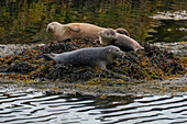  Great Britain, Scotland, West Highlands, gray seals on the west coast off Lochinver 
